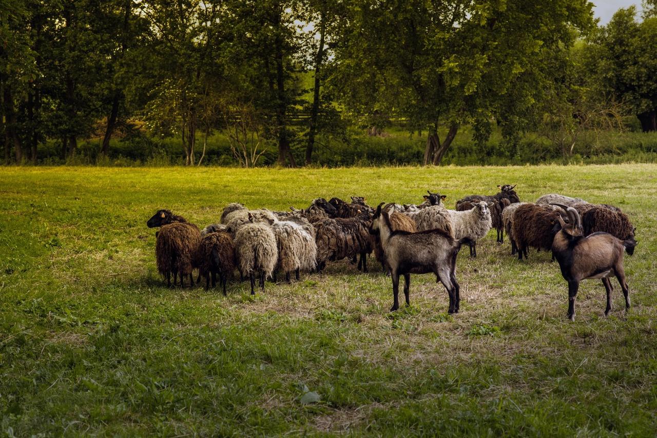 Gospodarstwo Agroturystyczne Dworek Janowicki Kazimierzewo Exteriér fotografie